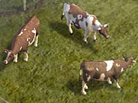 cattle7.jpg